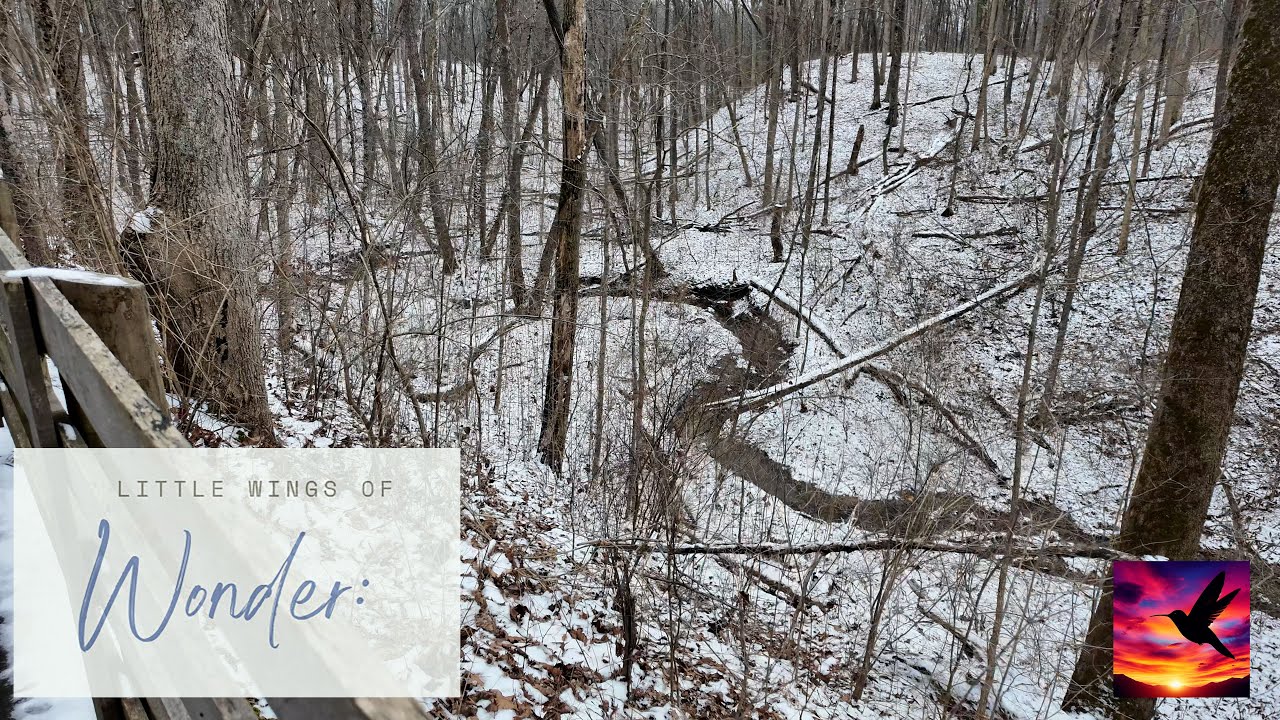 Go On A Picturesque Winter Bird Hike with Bradley