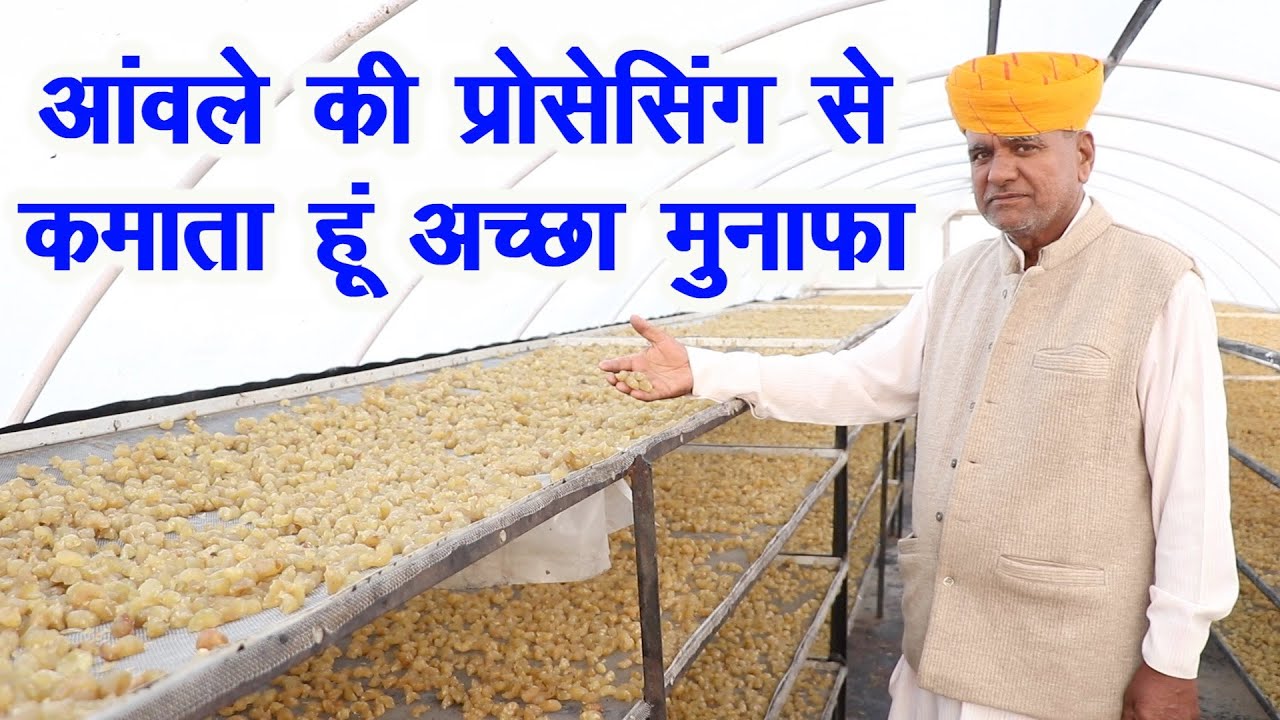आंवले के प्रोसेसिंग बिजनेस से अमीर बना किसान,Farmer earning millions from Gooseberry business.