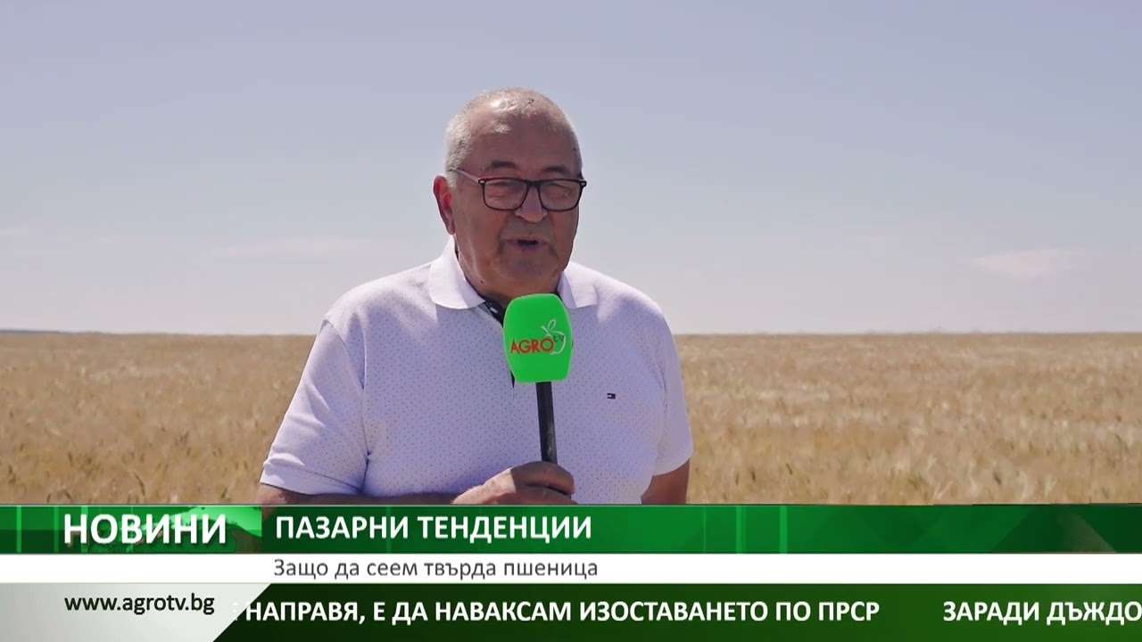 Защо да сеем твърда пшеница