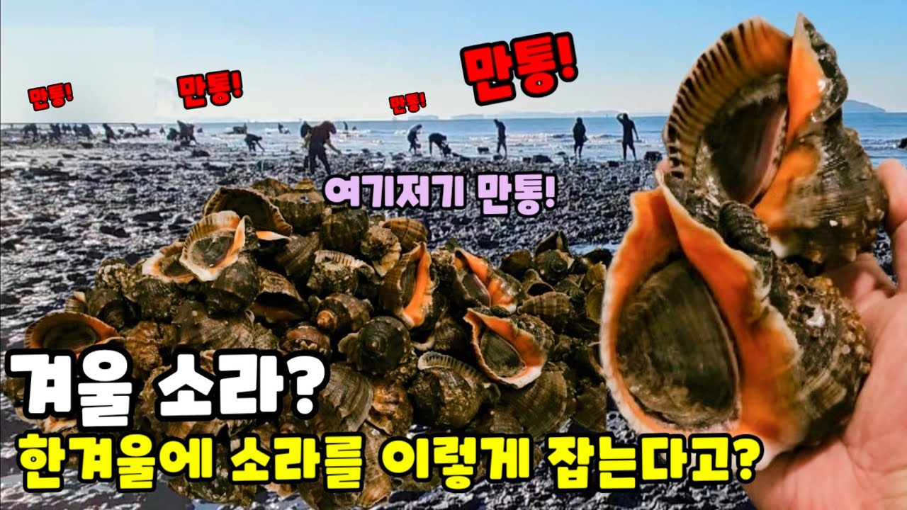 겨울 소라?  미친! 12월 한겨울 소라 잡이가 가능?