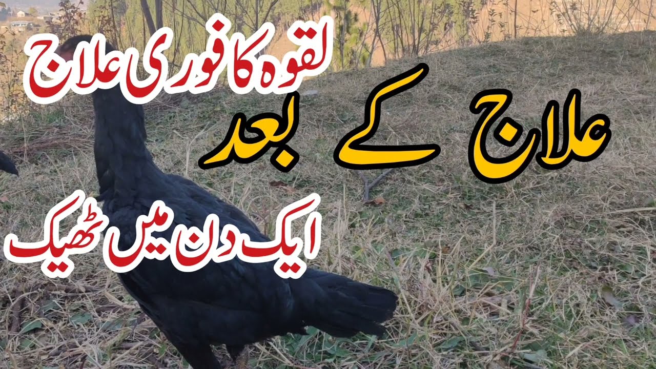 Laqwa Ka Ilaj ! Treatment Of Paralysis ! لقوہ کا فوری علاج