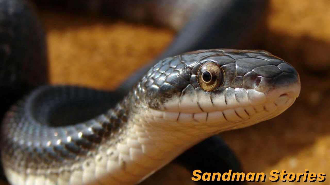 Georgia: The Serpent and the Peasant, The Two Brothers (Wardrop)