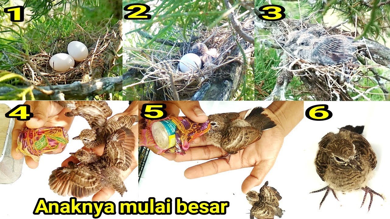 Perjuangan anak perkutut yang jatuh dari sarangnya Part 2