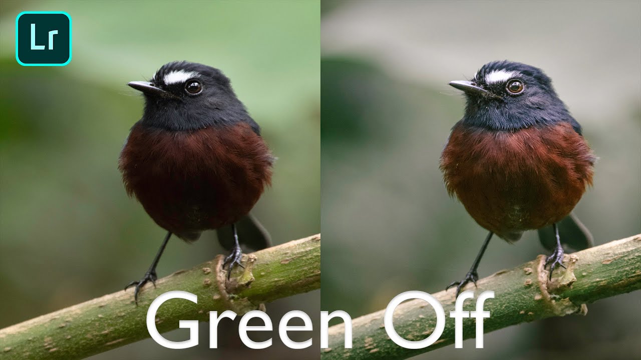 💻Revelado FOTOGRAFÍA DE NATURALEZA ✔️ | Procesado de aves 🐦con estilo green off | Lightroom CC