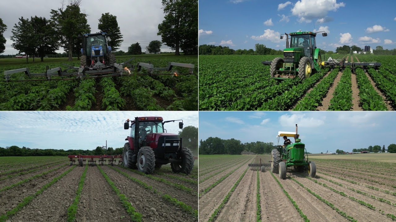 Weed control with a Garford Robocrop, and The Weed Zapper at Robson Farms