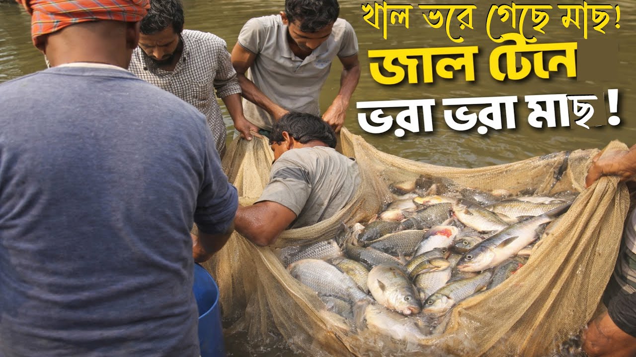 গ্রামের খাল থেকে মাছ ধরা হচ্ছে জাল টেনে | জাপানি, তেলাপিয়া, রুই ও সিলভার কার্প