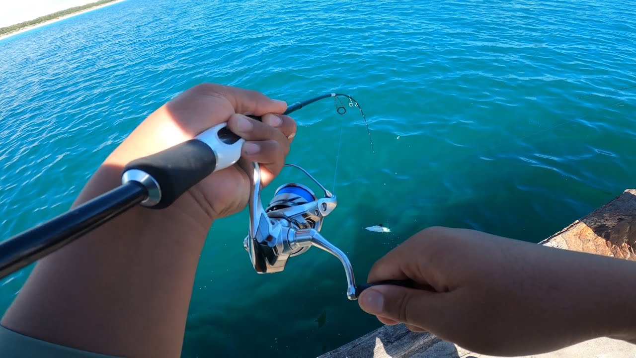BONITO MADNESS | Fishing Perth Jetty For Bonito!!