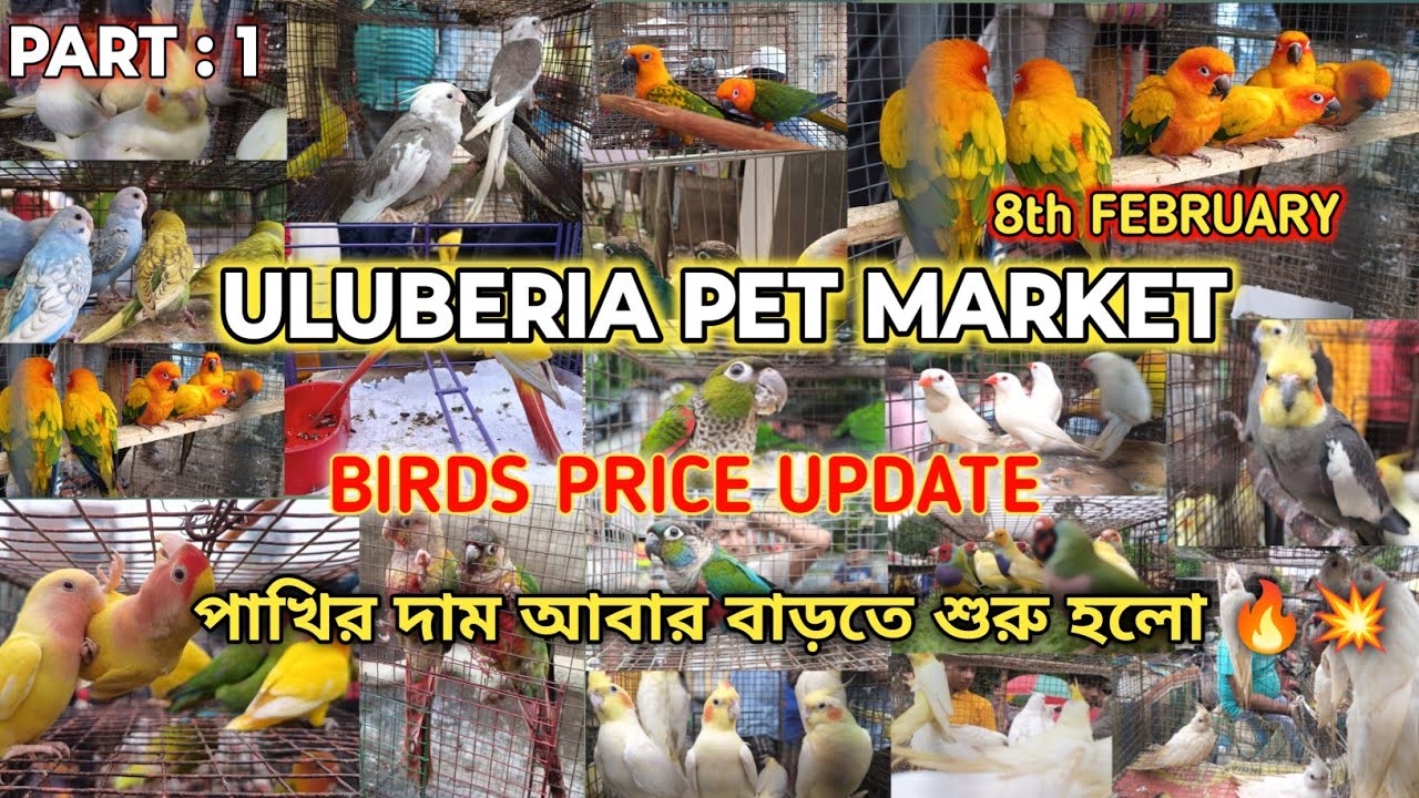 ULUBERIA PET MARKET BIRDS PRICE UPDATE ON 8th FEBRUARY PART 1 #uluberia_pet_market #cheapestprice