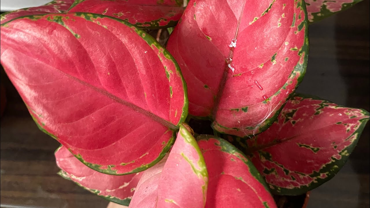 05546245305 indirim günü kacırmayın♥️#indirim #aboneolun #aboneol #keşfetbeniöneçıkar  #keşfet 