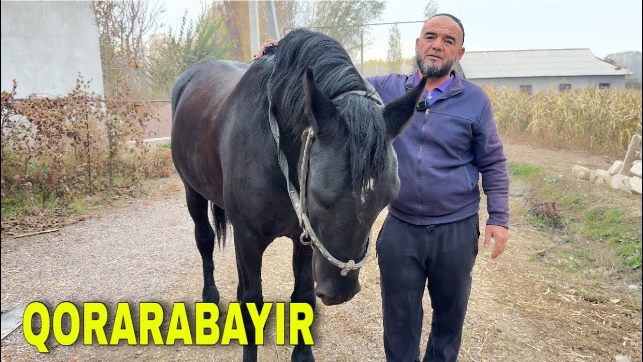 PISKENTNIG QORABAYIR OTI SOTILADI