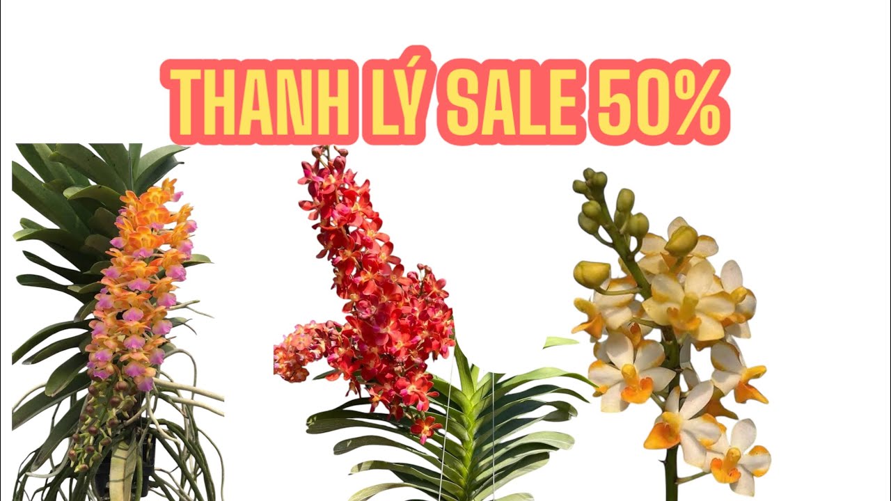 HOA LAN THANH LÂM THANH LÝ SALE 50% SƯU TẦM NHANH SỐ LƯỢNG CÓ HẠN