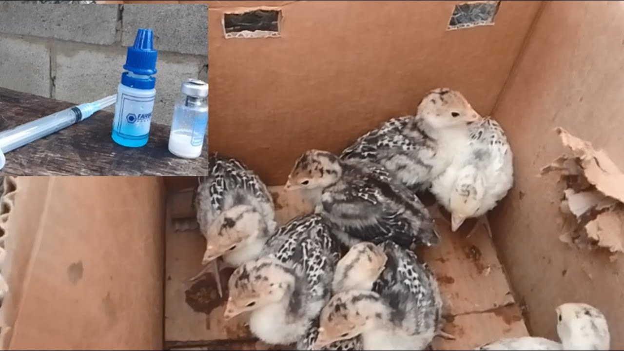 VACUNANDO A PAVITOS DE 10 DÍAS DE NACIDOS CONTRA NEWCASTLE Y BRONQUITIS  CRÍAS DE LA PAVA BLANCA