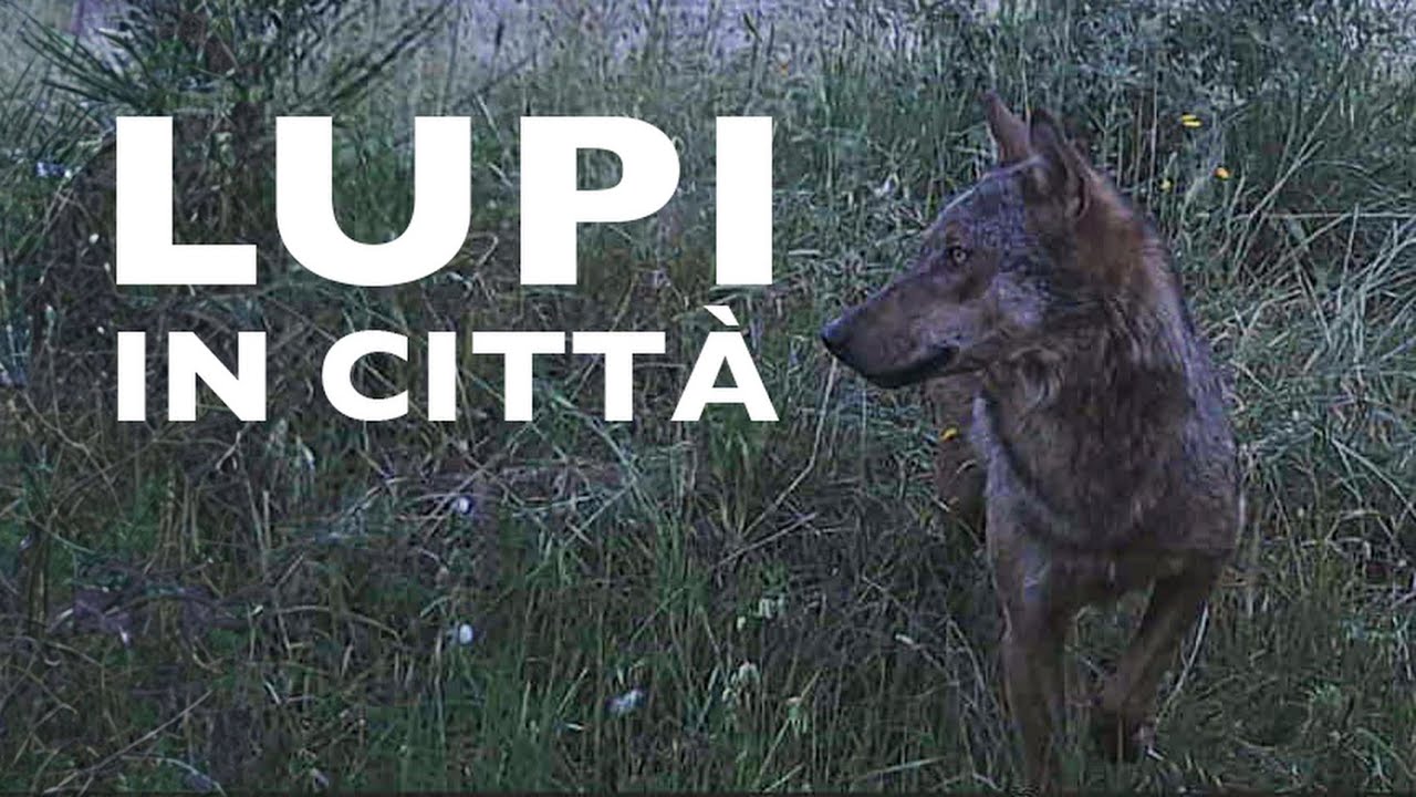 LUPI IN CITTÀ? - Capiamo cosa sta succedendo