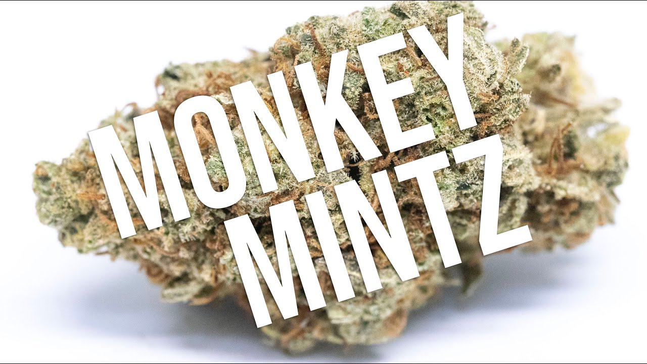 Monkey Mintz
