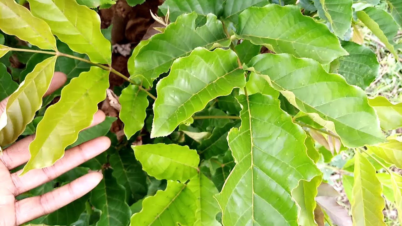 Edagala Lilino Baliyita Omusambya Obadde Okimanyi Nti Omusambya Bweguti Bwegufanana