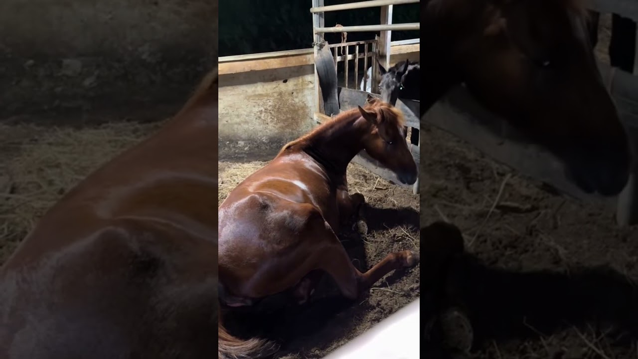 Así fue el parto de La Colo, video completo #horse #lozadafarm #caballos #loslozada 