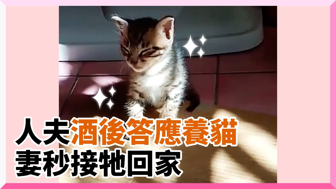 人夫答應養...妻秒接奶貓回家！他見「酒後產物」傻眼卻超溫柔｜寵物｜虎斑貓｜幼貓｜收編｜精選影片