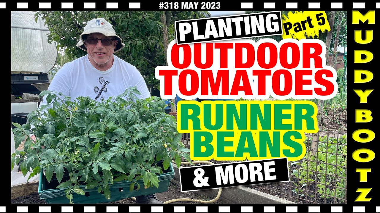 🌻318 🌻 PLANTING OUTDOOR TOMATOES 🌻 PLANTING RUNNER BEANS 🌻