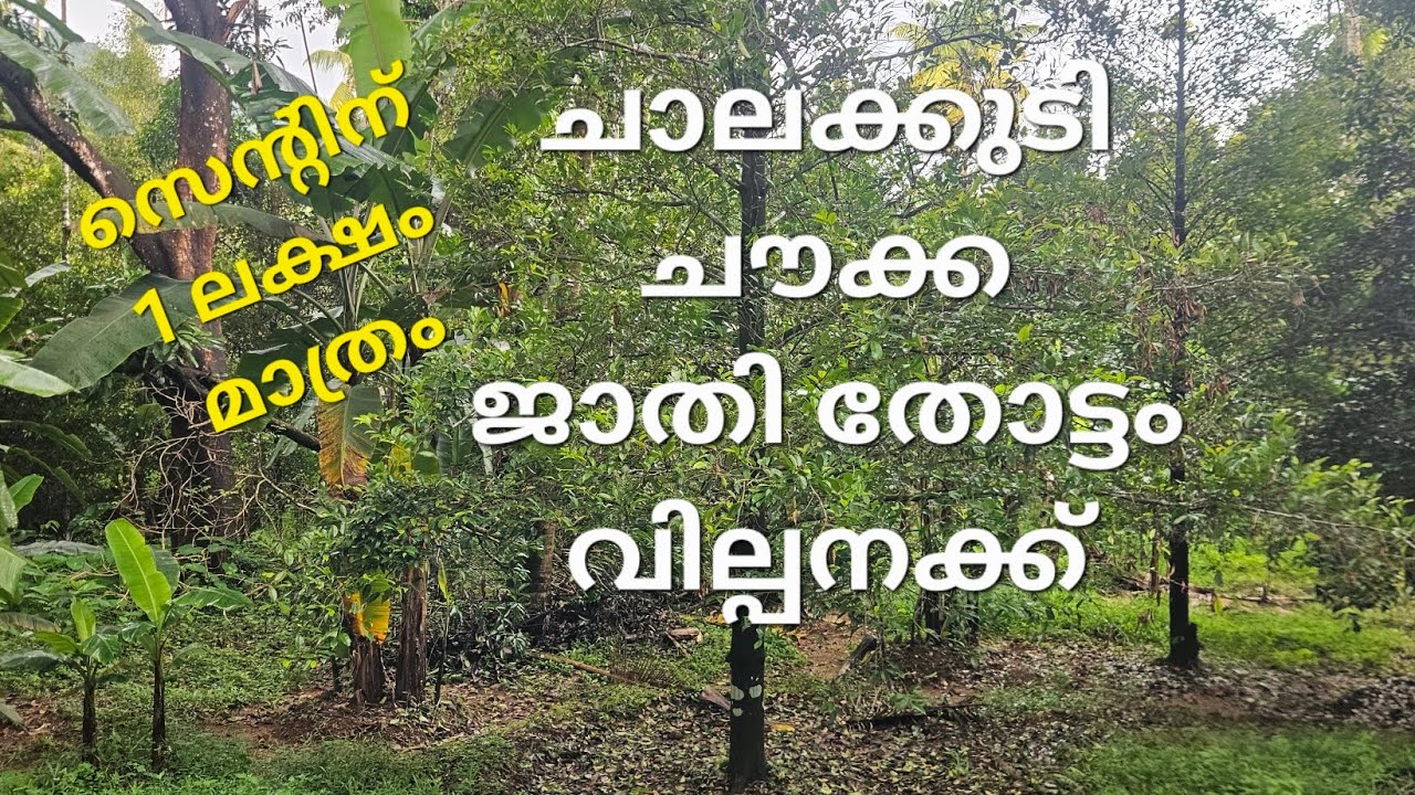 1.65 acre ജാതിതോട്ടം വില്പനക്ക് ചാലക്കുടി -ചൗക്ക 1 lakh per cent cont 9847706931