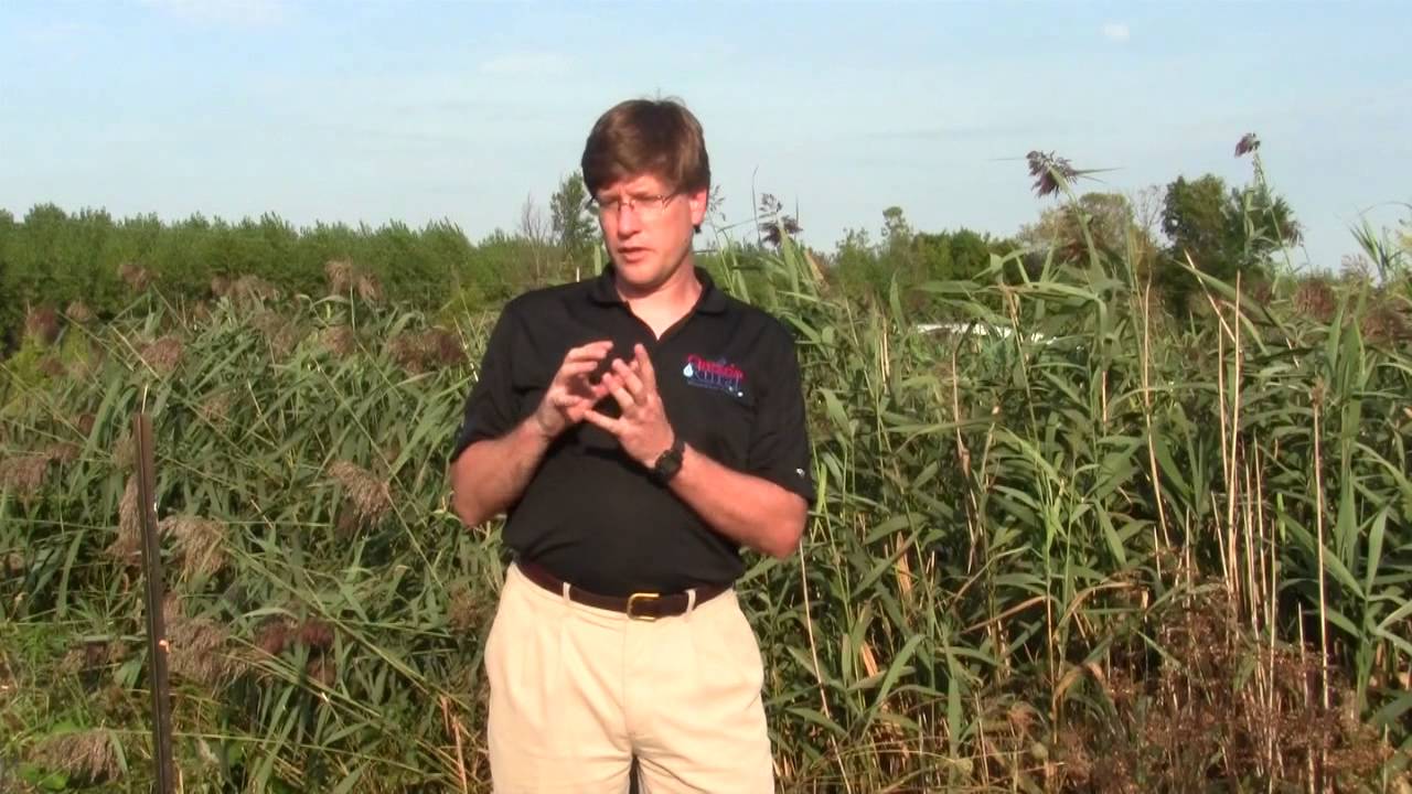 Septage Treatment using Reed Bed Filters