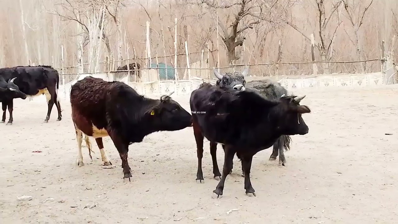 New Beautiful Young Desi Bull 🐂 Enjoy beautiful 😍🥰 young Cows 🐄🐄