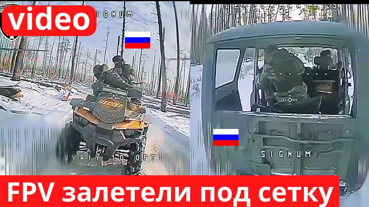 Стая 