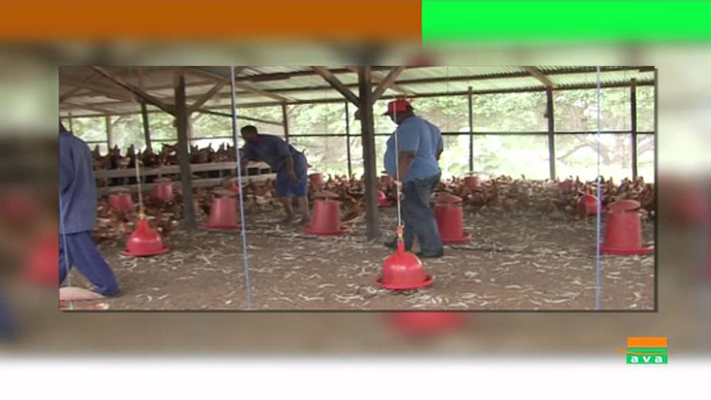 Brave Paysan / Portrait : A la d&eacute;couverte des Plantations du Ministre ADJOUMANI