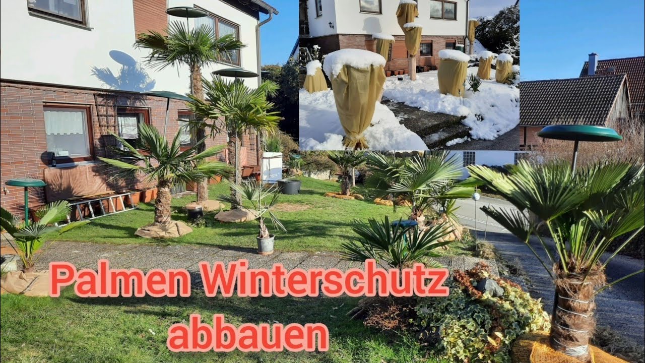 Palmen 🌴 Winterschutz abbauen, Trachycarpus fortunei wagnerianus, Hanfpalme, Freilandpalme, Exoten