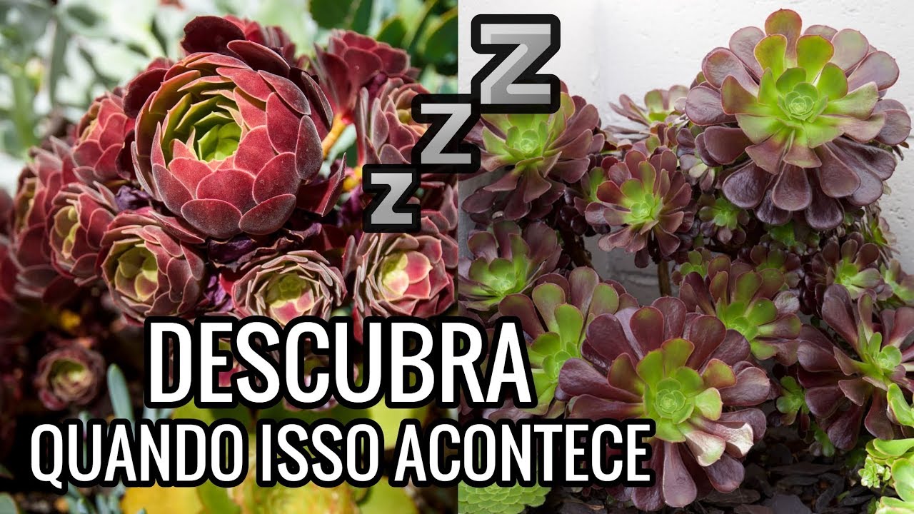 SUCULENTAS - Período de Dormência