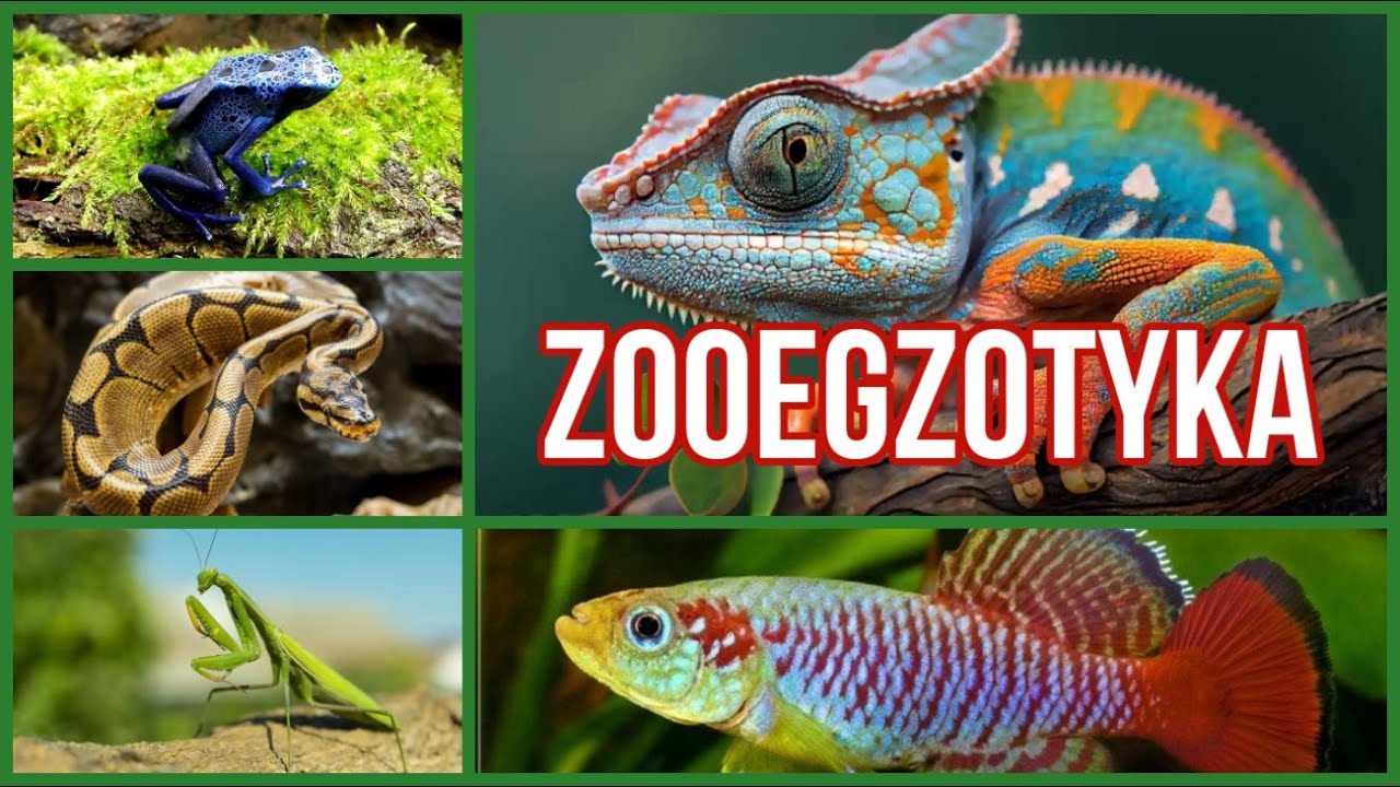 Targi Zooegzotyka Wrocław 2024 | Odkryj Świat Gadów, Płazów i Akwarium!