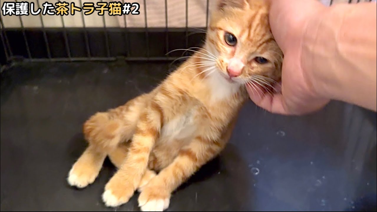 保護2日目にして完全に体を預け出す子猫