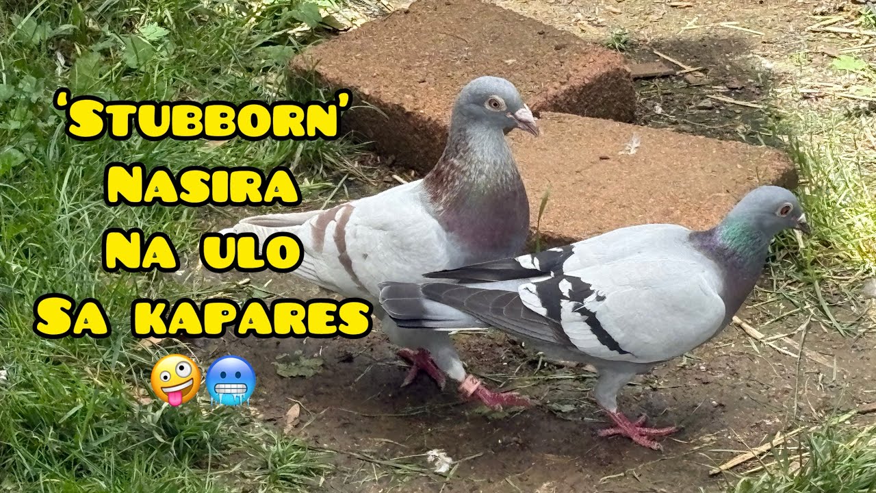 ‘STUBBORN’ HABOL NA HABOL SA KAPARES👊😳 #unoloftpigeonracing #racingpipigeons 