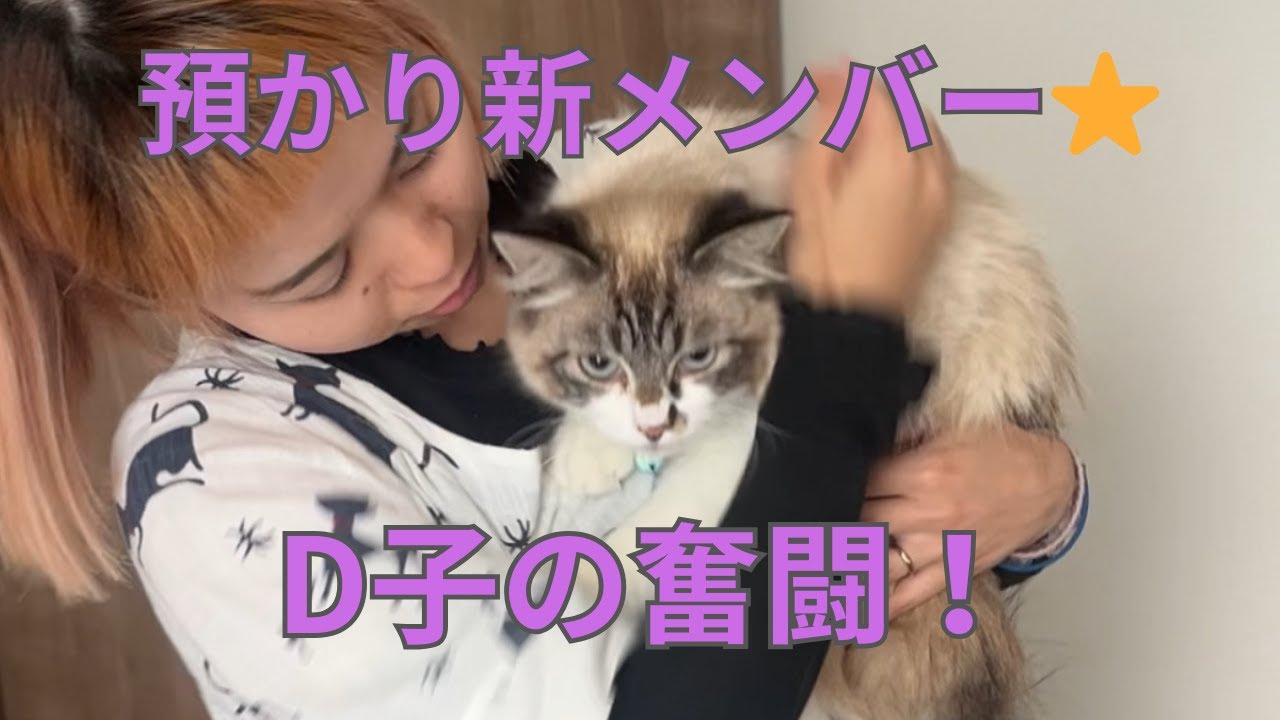 【97】片足の障害で里親が見つからなかった輸血ドナー保護猫に幸せを届けた預かり新メンバーD子⭐️