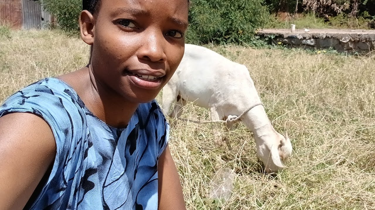 No Vegetables Left😢! Goats and Cows Took Over🤧