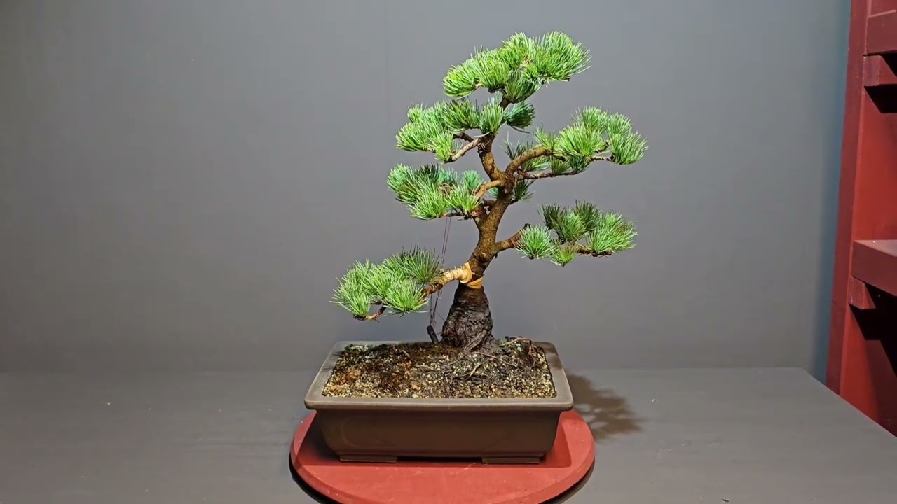 MEMORY - Bonsai - Weiterentwicklung einer Mädchenkiefer  - Pinus parviflora V25-37 