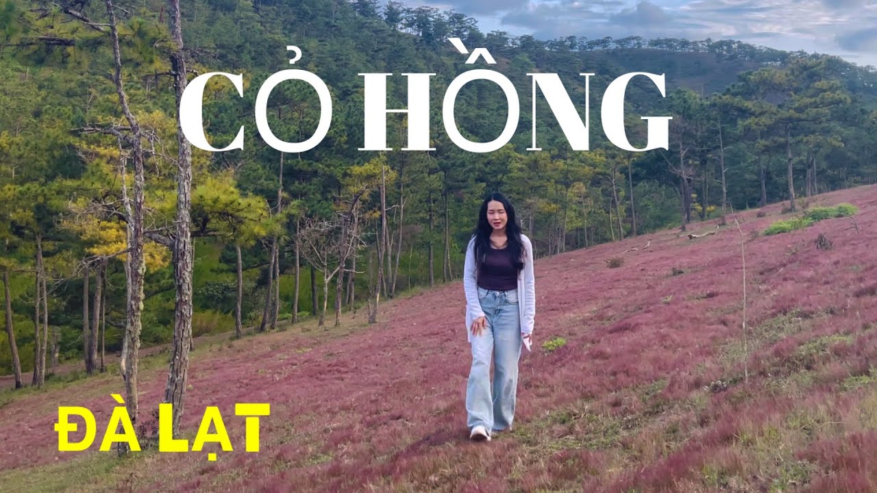 ĐỒI CỎ HỒNG TẠI THUNG LŨNG VÀNG ĐÀ LẠT NGAY LÚC NÀY NHƯ MỘT TẤM THẢM HỒNG RỒI #dalatv #checkindalat