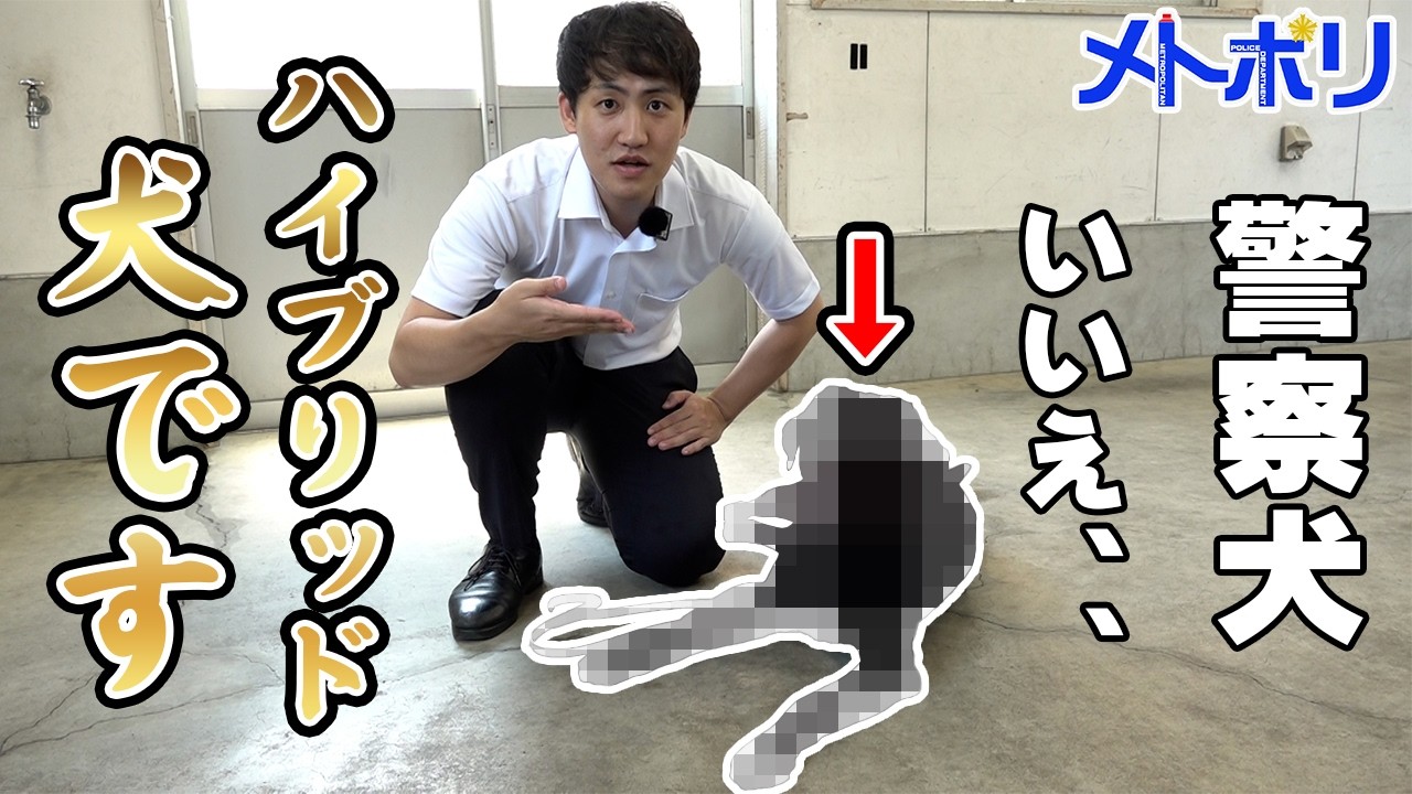 【警察犬】ハイブリッド犬？何それ！？【メトポリ】