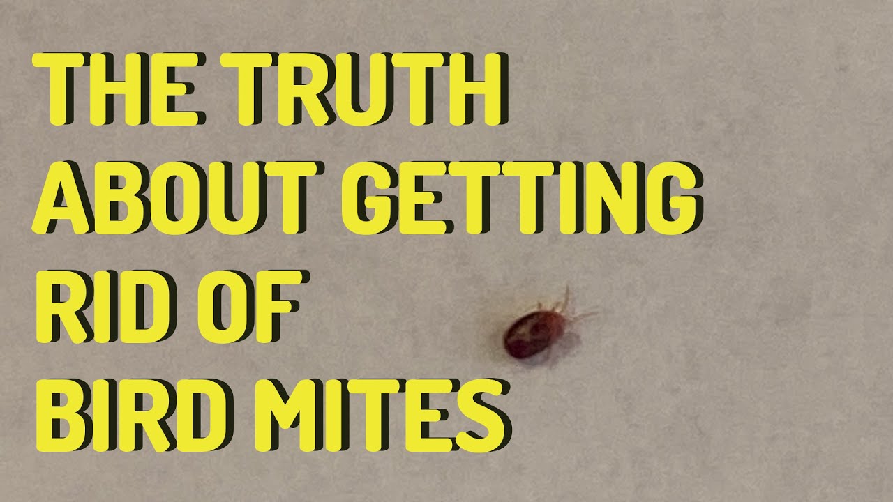 The Truth About Getting Rid of Bird Mites