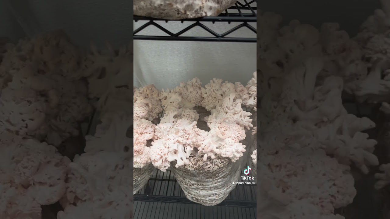 Mushrooms are looking more like alien food these days #mushrooms #aliens 🍄👽