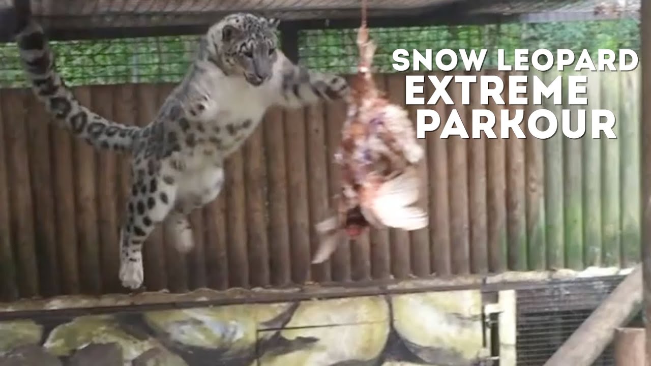 Snow Leopard EXTREME PARKOUR
