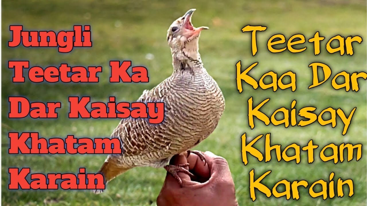 Teetar Ka Dar Kaisay Khatam Karain #Teetar #Desiteetar #Jungliteetar #mahtabbirds