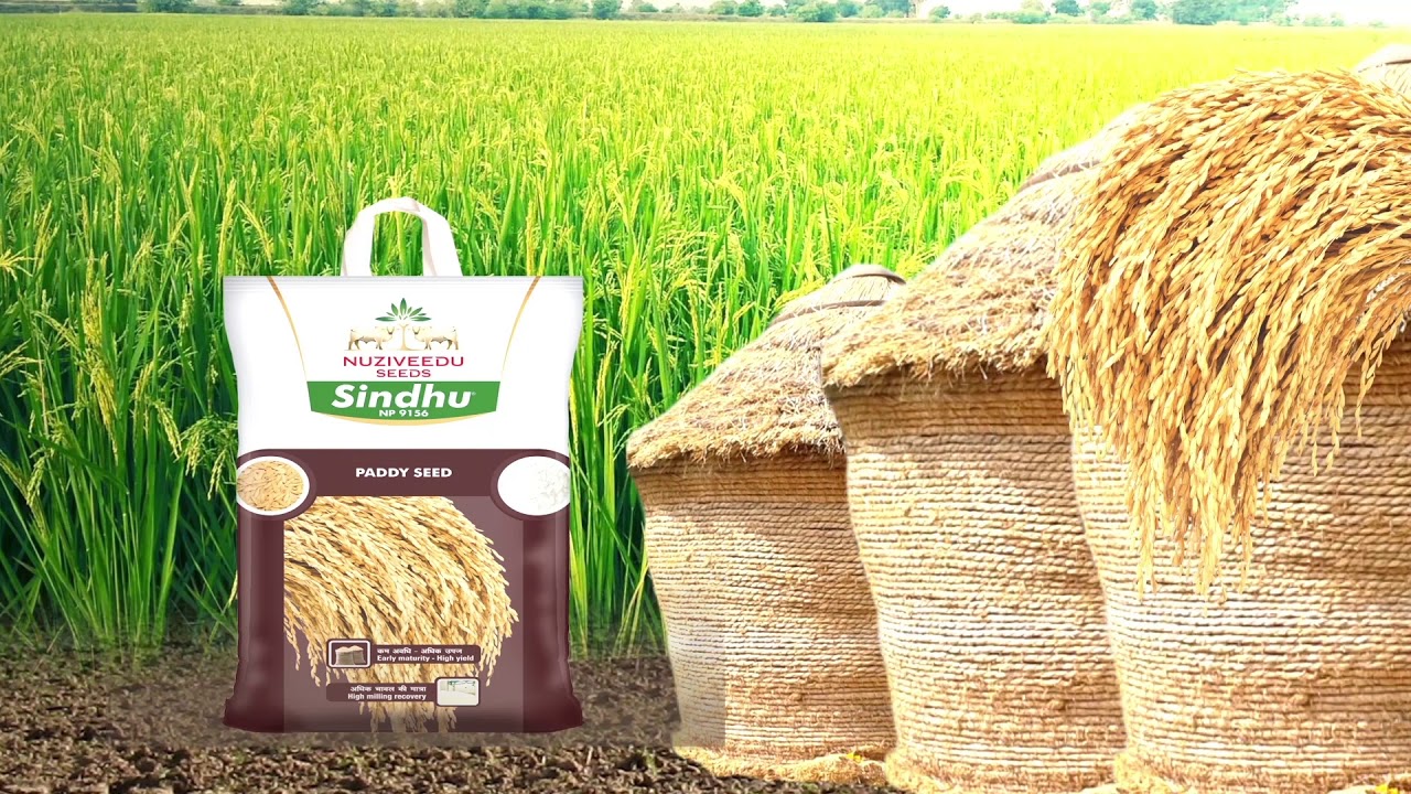 Bengali- Sindhu research paddy variety from Nuziveedu Seeds Limited