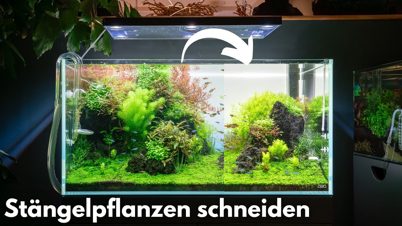 Stängelpflanzen im Aquarium richtig schneiden!