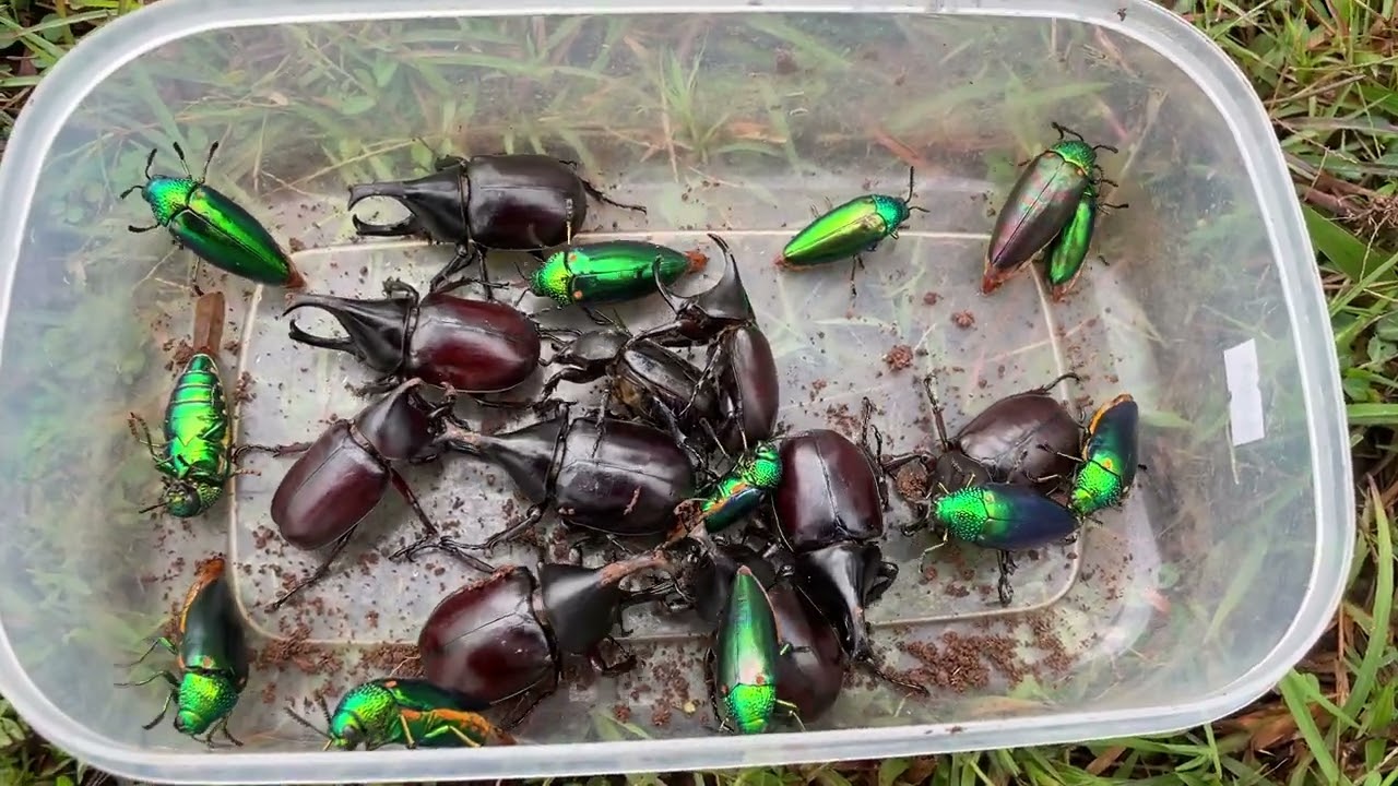 Jewel beetle flying and rhino beetle in the wild