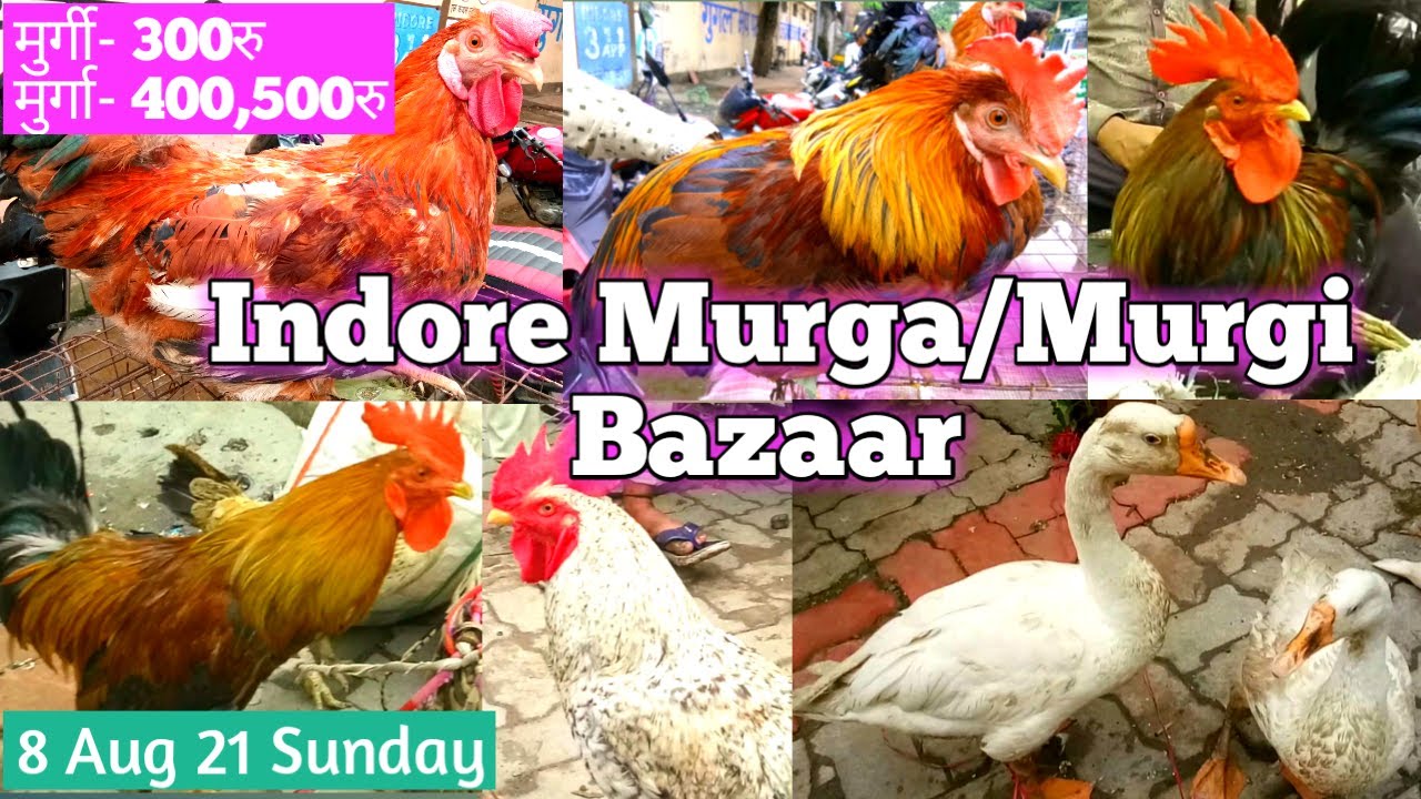 indore Desi  Murga-Murgi Bazaar | Roosters-Hens Market | Indore Roosters Market | Cheap Price