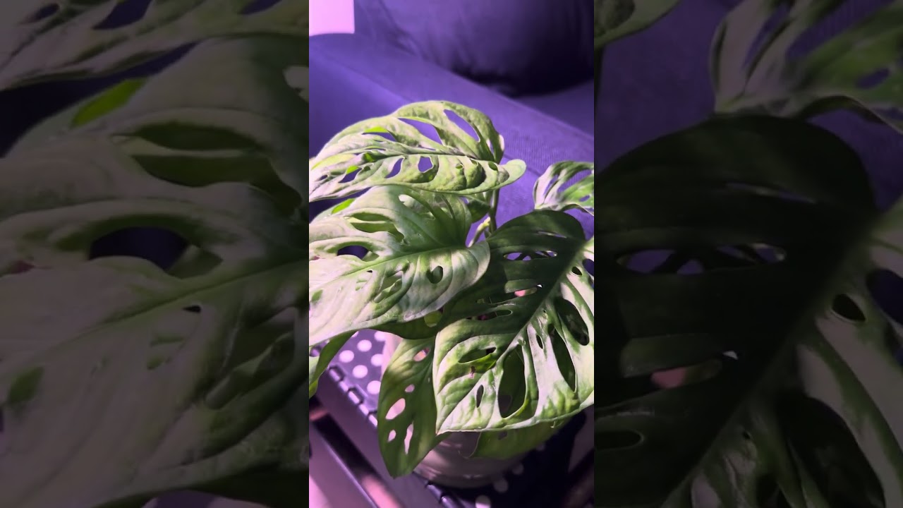 Monstera adansonii Ikea rescue… will reset to allow it to climb…