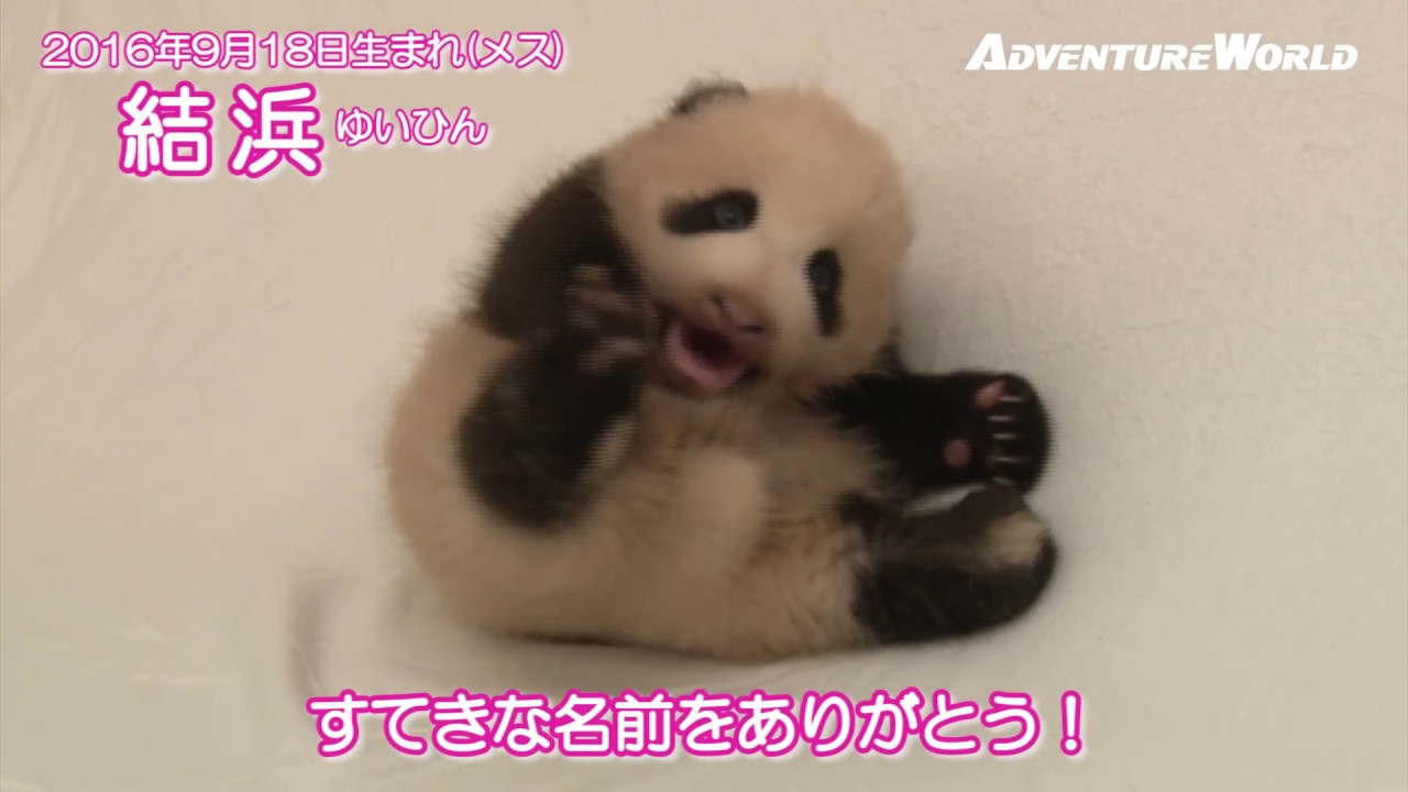 2016ジャイアントパンダの赤ちゃん『結浜』成長記録