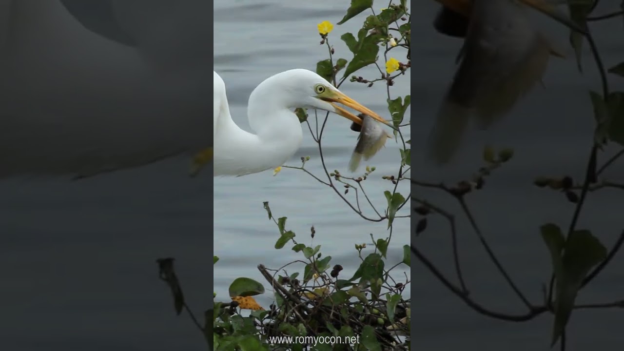 Prey almost too big to be swallowed