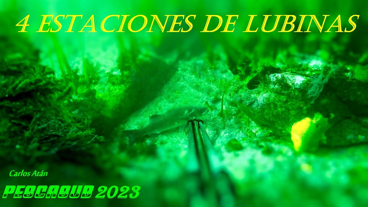 Pescasub 2023 - 4 Estaciones de Lubinas
