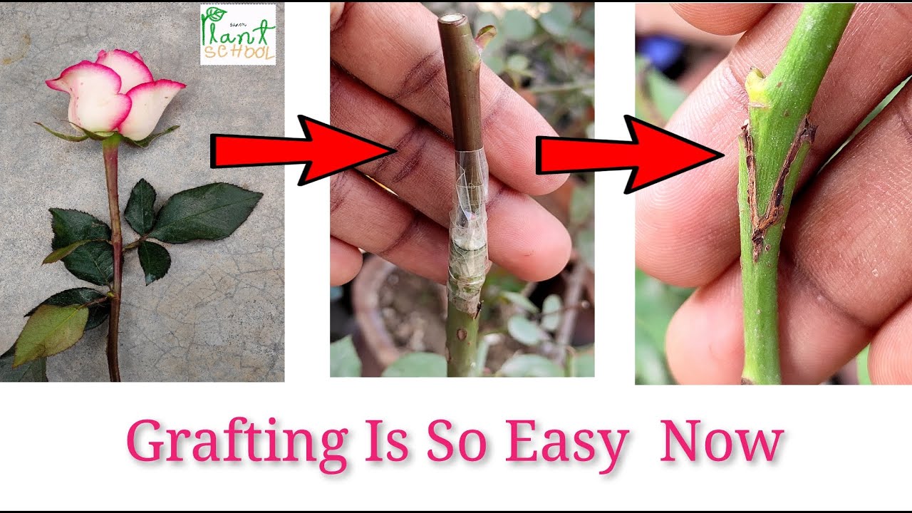 How to graft rose | Rose grafting | গোলাপের কলম |